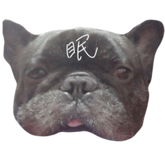 [LINEスタンプ] フレンチブルドッグ の 銀次郎