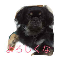 [LINEスタンプ] ちべたんの日常