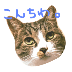 [LINEスタンプ] I'm Pelo . 