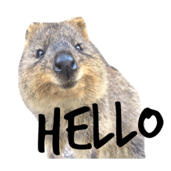 [LINEスタンプ] Real Quokka stickers