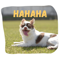 [LINEスタンプ] チワワのウィルの日常