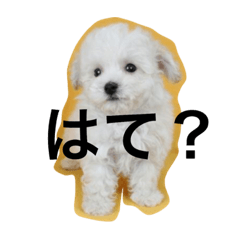 [LINEスタンプ] 白いトイプードル