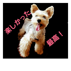 [LINEスタンプ] yorky hatch Everyday1