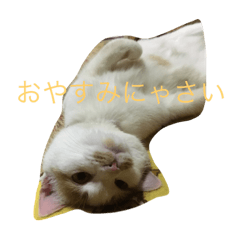 [LINEスタンプ] ツンデレゆーりちゃん