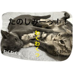[LINEスタンプ] パールちゃんとジャムくん