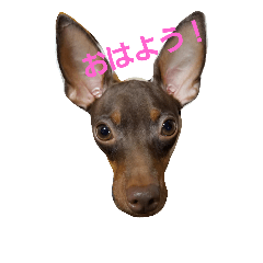 [LINEスタンプ] 甘太の日常