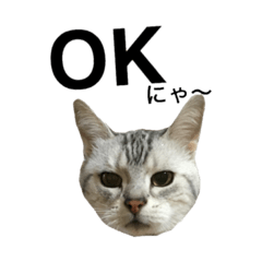 [LINEスタンプ] maron cat