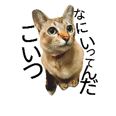[LINEスタンプ] うちのネッコこはくさんと牡蠣