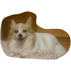 [LINEスタンプ] 愛犬 はなスタンプ1