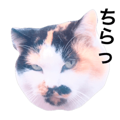 [LINEスタンプ] ベランダにゃんこ