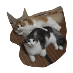 [LINEスタンプ] 最高にカワイイ猫