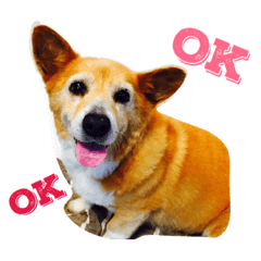 [LINEスタンプ] エルのスタンプ第2弾！