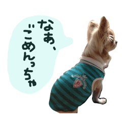 [LINEスタンプ] チワワのたまこサン(やっぱり大分弁②)