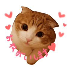 [LINEスタンプ] シンバニャンスタンプ＊その1