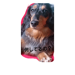 [LINEスタンプ] ダックスコジロウ