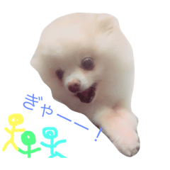 [LINEスタンプ] マロショコの日々