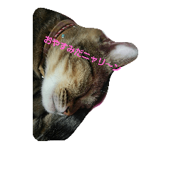 [LINEスタンプ] 猫 キャット