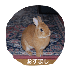 [LINEスタンプ] ウサウサ公 