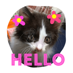 [LINEスタンプ] ぼんちゃん！！