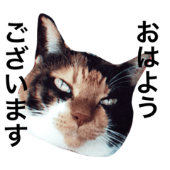 [LINEスタンプ] 三毛猫きらちゃん 