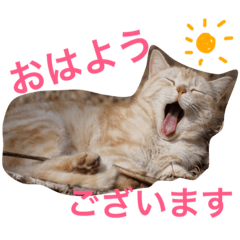 [LINEスタンプ] cats_stamp