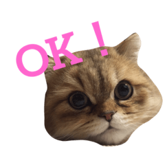 [LINEスタンプ] ペルシャ猫レオちゃん 