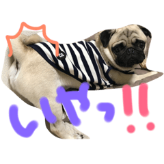 [LINEスタンプ] パグてんのごあいさつ