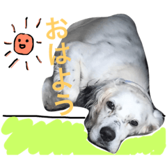 [LINEスタンプ] セッター犬ベルちゃん