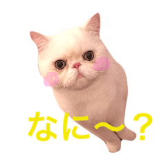 [LINEスタンプ] はにゃぺちゃ 5