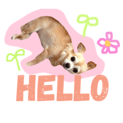 [LINEスタンプ] ワルツの日常