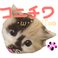 [LINEスタンプ] 犬猫家族