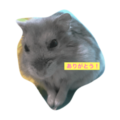 [LINEスタンプ] ハムの名はれおん❗️