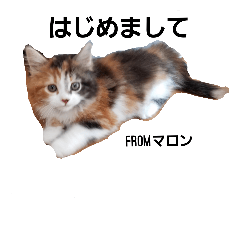 [LINEスタンプ] マロンの呟き
