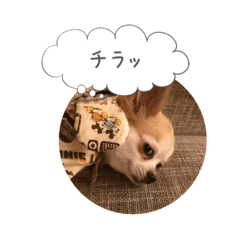 [LINEスタンプ] 愛犬 こむぎちゃん