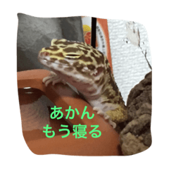 [LINEスタンプ] レオパとウーパー 
