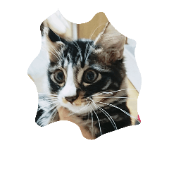 [LINEスタンプ] 三毛猫 にゃん太 