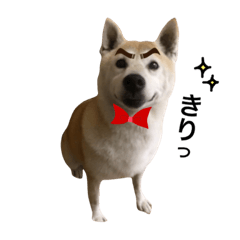 [LINEスタンプ] 柴犬ハナちゃん。