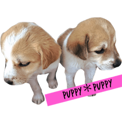 [LINEスタンプ] 可愛い犬達の写真