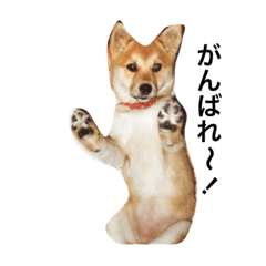 [LINEスタンプ] 柴犬ランの癒しスタンプ