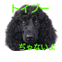 [LINEスタンプ] stamp of standard poodle