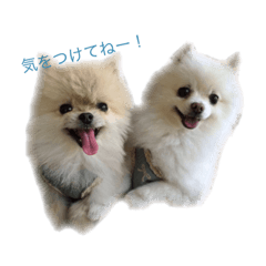 [LINEスタンプ] ポメのうぇりお