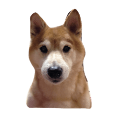 [LINEスタンプ] しんの笑顔