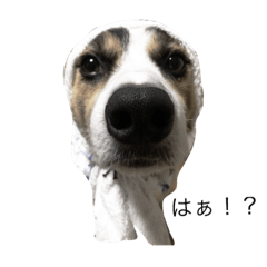 [LINEスタンプ] 変な犬 くぅ