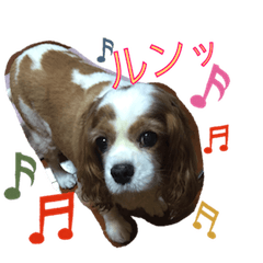 [LINEスタンプ] キャバリア犬のレモン君