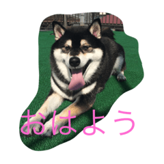 [LINEスタンプ] 柴犬やまとくん