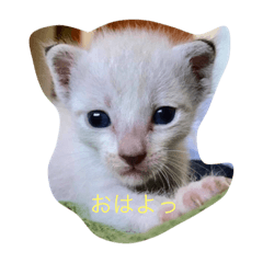 [LINEスタンプ] ライ＆くぅ