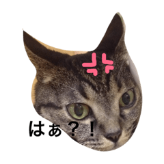 [LINEスタンプ] しましま猫のスタンプ。