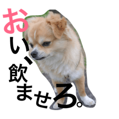 [LINEスタンプ] tanukichipoopoo