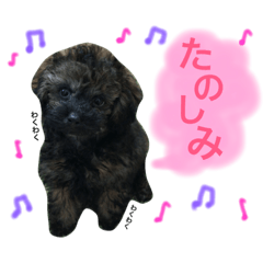 [LINEスタンプ] トイプードルシルバーベージュ ♡roro♡