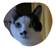 [LINEスタンプ] black-and-white-cat-cat